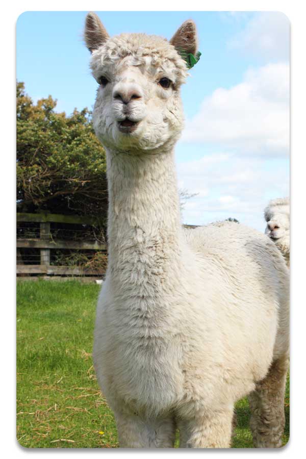 Image of an alpaca, representing the premium quality fibres used in our THREE Duvets range.