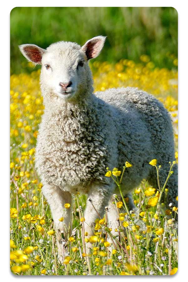 Image of sheep, symbolising the natural materials used by THREE Duvets in crafting our bedding products.