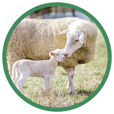 Charming image of a British sheep with its lamb, symbolising the source of natural, sustainable wool in our THREE Duvets.