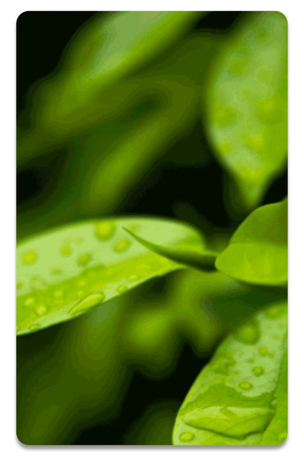 Close-up image of a leaf symbolising our Botanic, plant-based range at THREE Duvets.