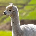 Thumbnail image showcasing a graceful alpaca, representing the 100% British alpaca fibres used in our lightweight duvet.