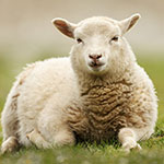 Thumbnail image of a peaceful sheep, symbolising the premium British wool used in our Lightweight Wool Duvets.